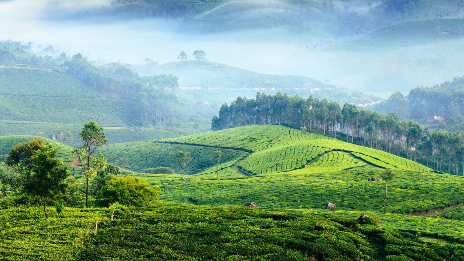 Munnar Alleppey 3 night 4 day Kerala tour package